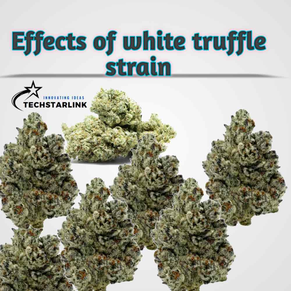 White Truffle Strain All You Need To Know Tech Starlink