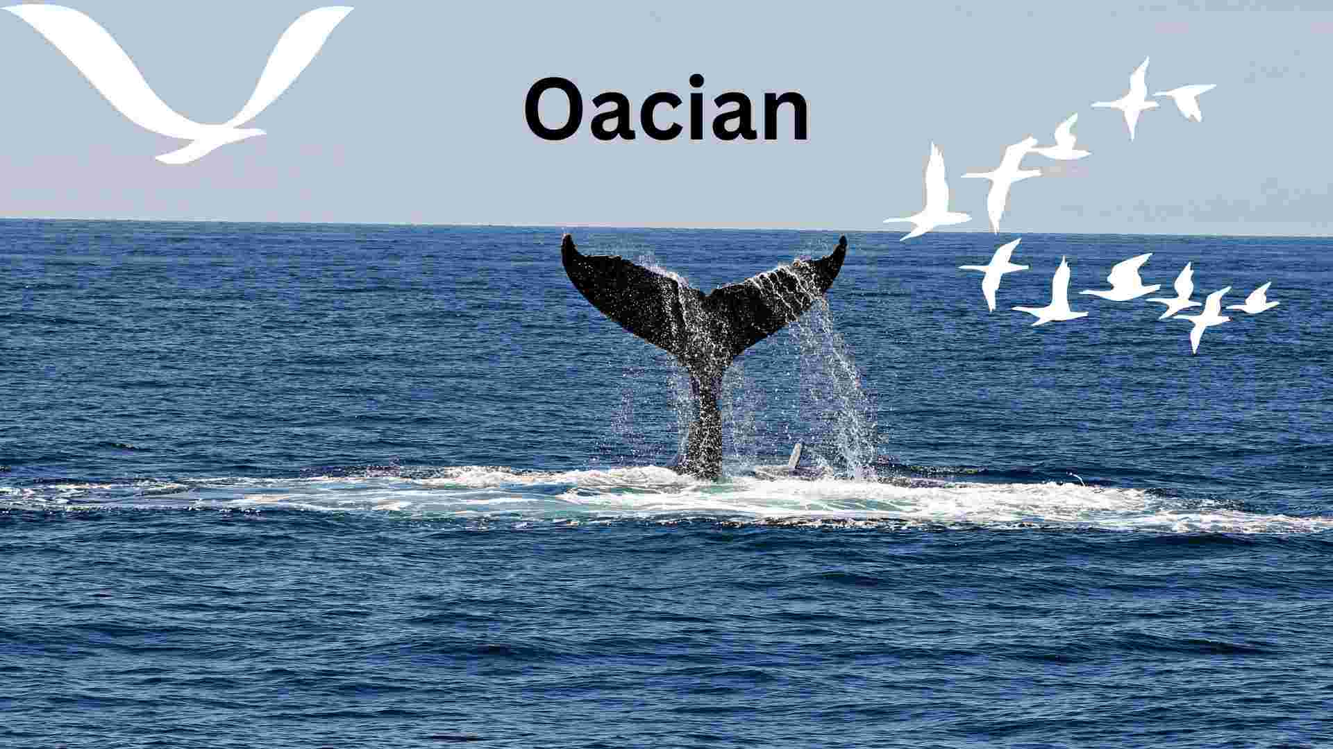 What are Oacian? Animal or Brand, Everything You should know